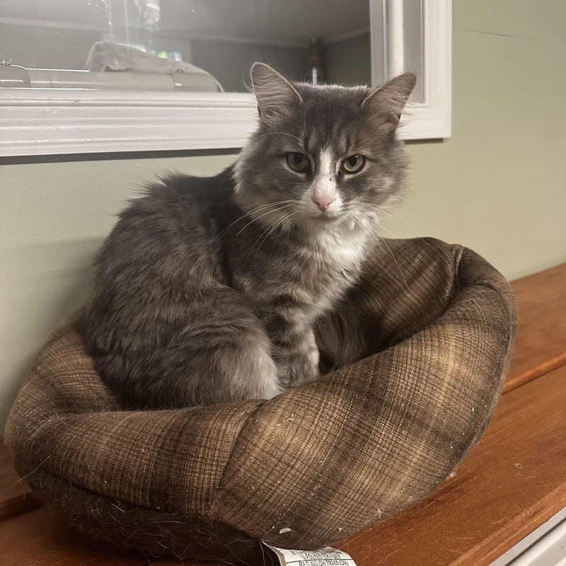 An adult medium-sized male Gray & White Domestic Medium Hair cat named Otter for adoption in North East, MD