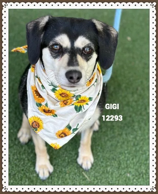 An adult small-sized female Black Dachshund dog named Gigi for adoption in Marietta, GA