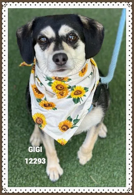 Gigi thumbnail 3