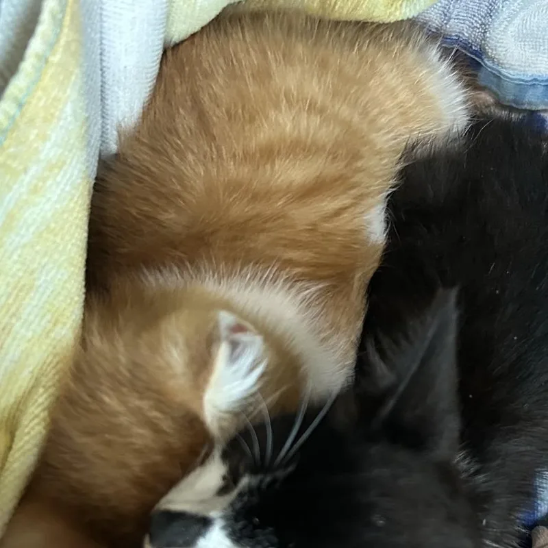 A baby small-sized male Orange / Red Domestic Short Hair cat named Flash for adoption in Baytown, TX