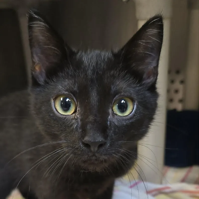 A baby medium-sized male Black Domestic Short Hair cat named Bruce for adoption in Orange, VA