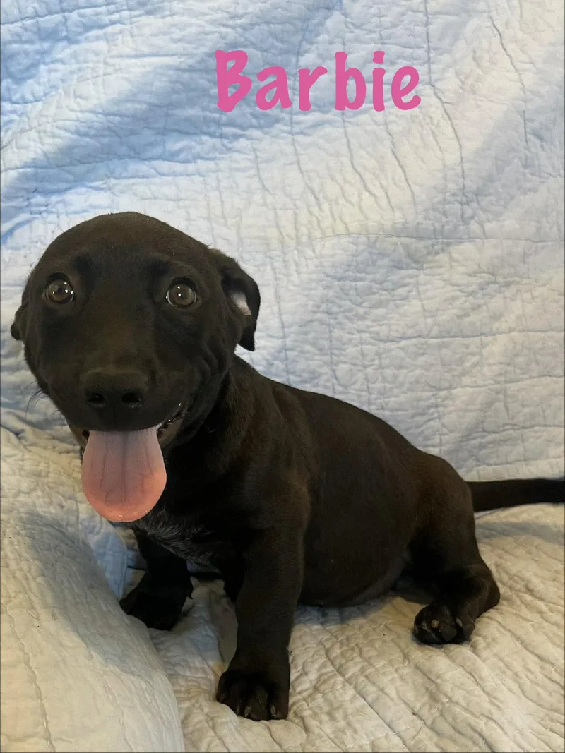 A baby medium-sized female Basset Hound dog named Barbie for adoption in Pipe Creek, TX