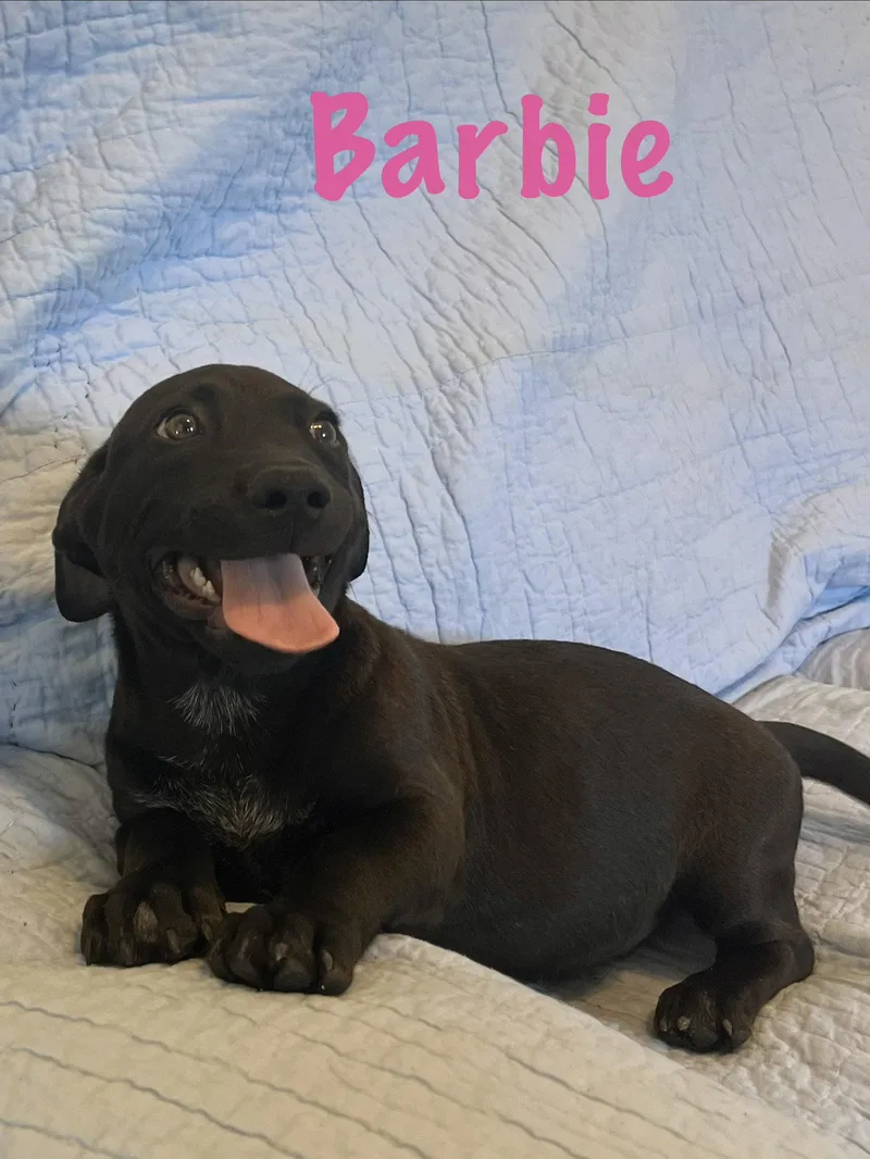 Barbie thumbnail 3