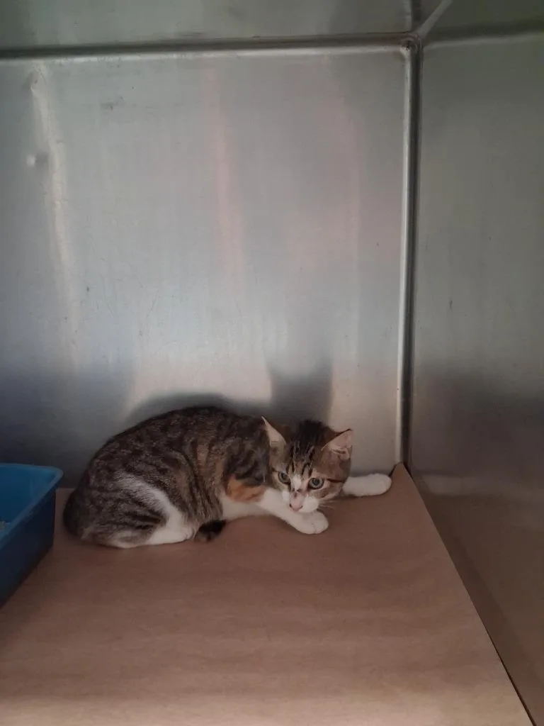 A baby large-sized female Domestic Short Hair cat named Iuka for adoption in Cartersville , GA