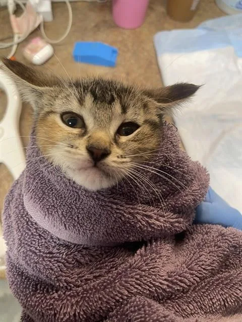 A baby small-sized female Domestic Short Hair cat named Sweetart for adoption in Tallahassee, FL