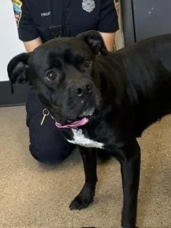 A young large-sized female Black Labrador Retriever dog named Amara for adoption in Cleveland, OH