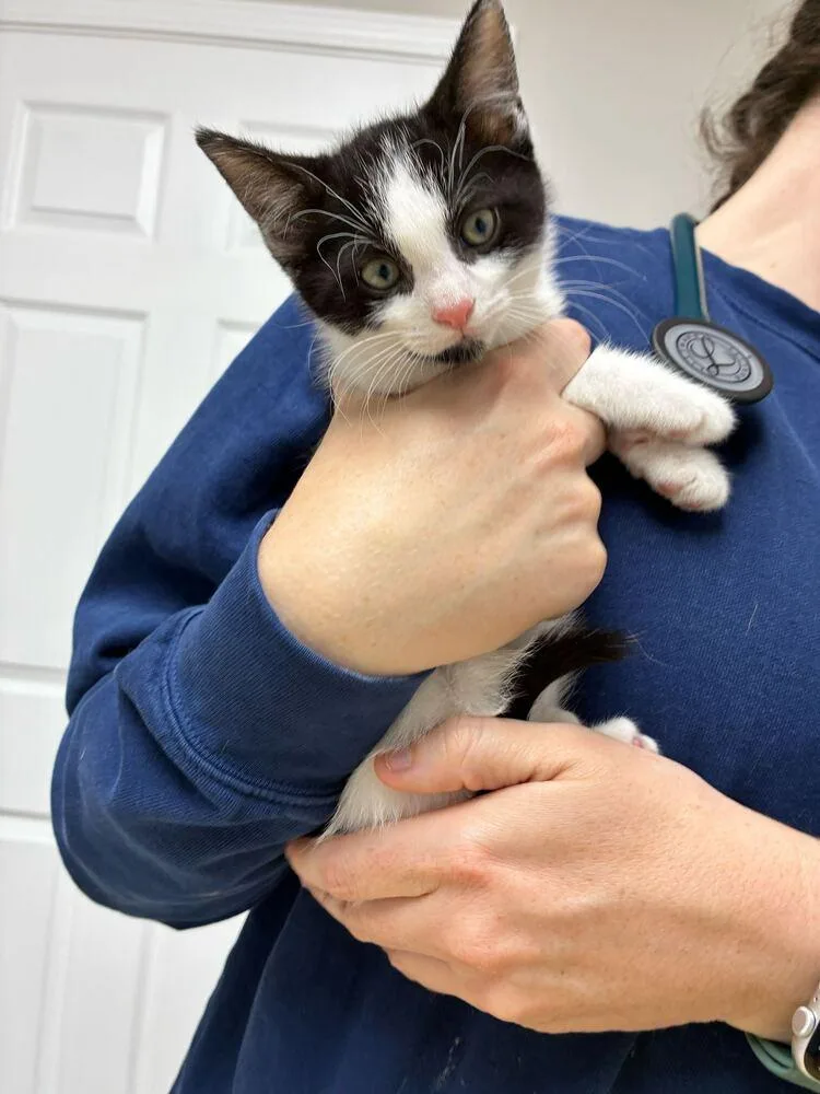 A baby small-sized male Domestic Short Hair cat named Murphy for adoption in Marietta, GA