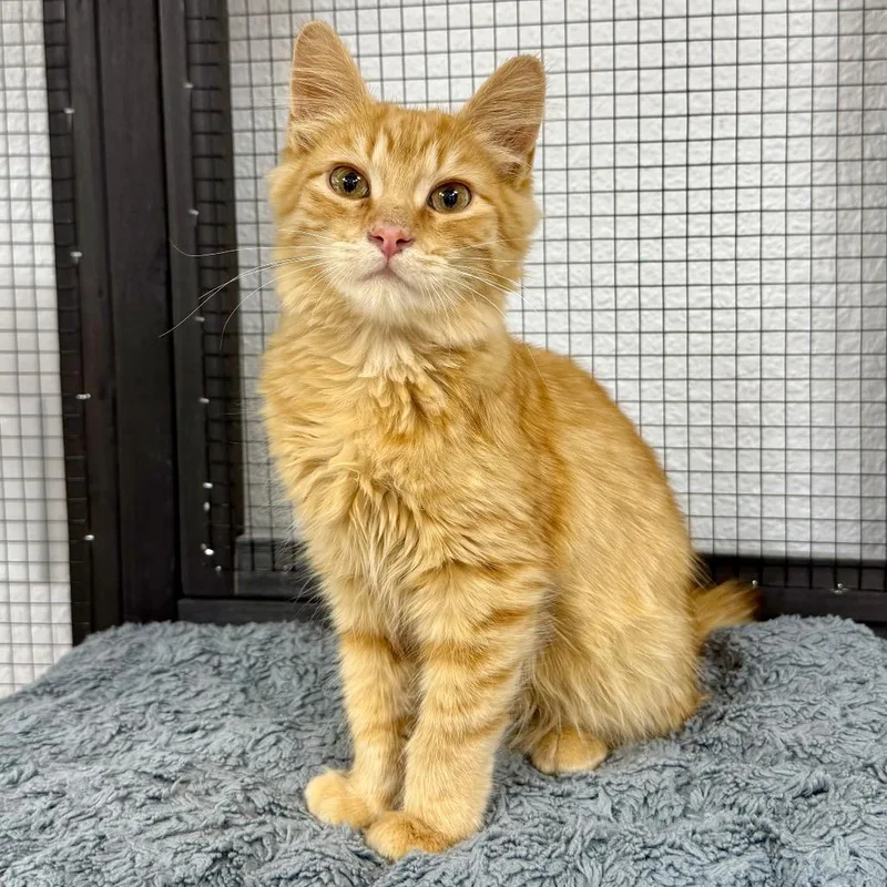 A baby small-sized male Orange / Red Domestic Short Hair cat named Marmalade for adoption in Pleasant Hill, CA