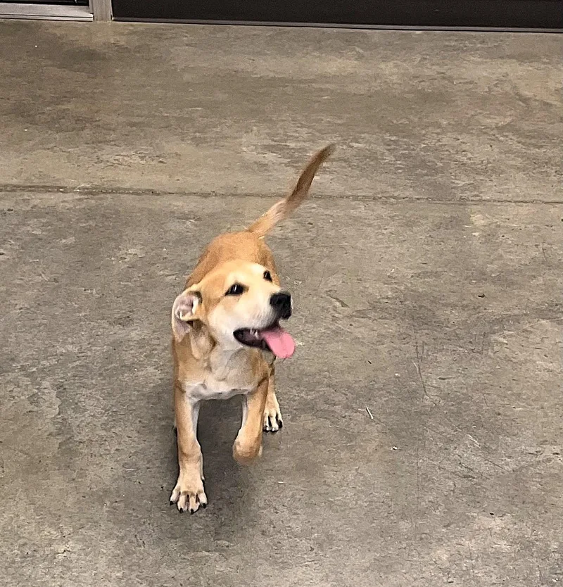 A young medium-sized female Yellow / Tan / Blond / Fawn Labrador Retriever dog named Harper for adoption in Hot Springs, AR