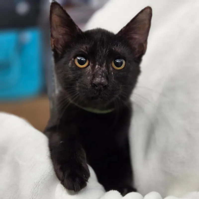 A baby medium-sized female Black Domestic Short Hair cat named Neoniyay for adoption in Sarasota, FL