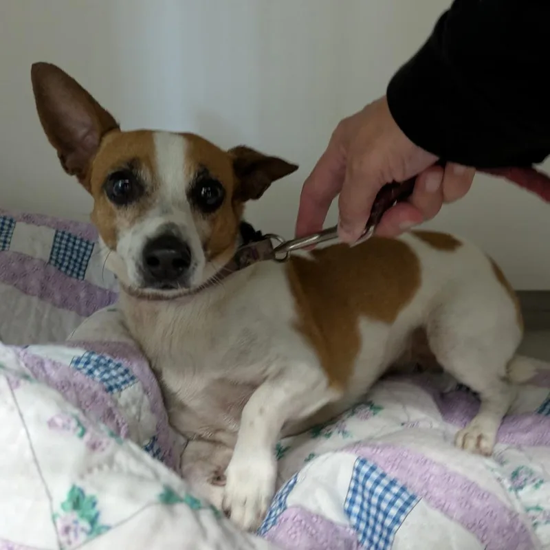 An adult small-sized male Black Jack Russell Terrier dog named Morris for adoption in Fulton, TX