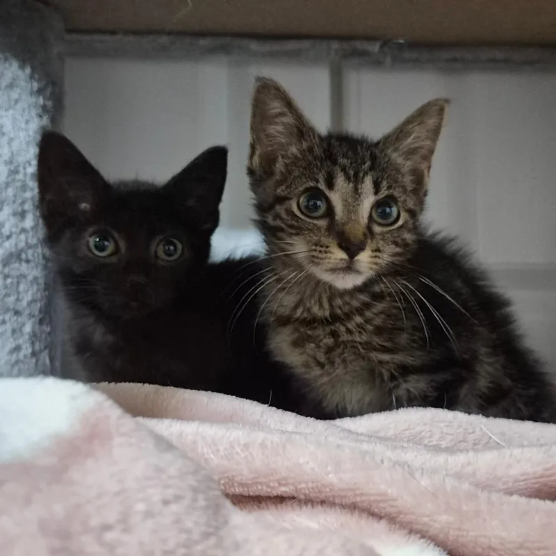 A baby small-sized male Brown / Chocolate Domestic Short Hair cat named Camden for adoption in Lexington, KY