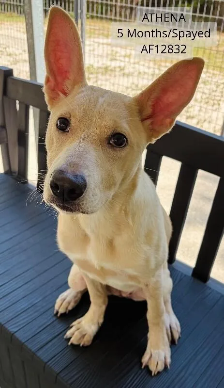 Athena
