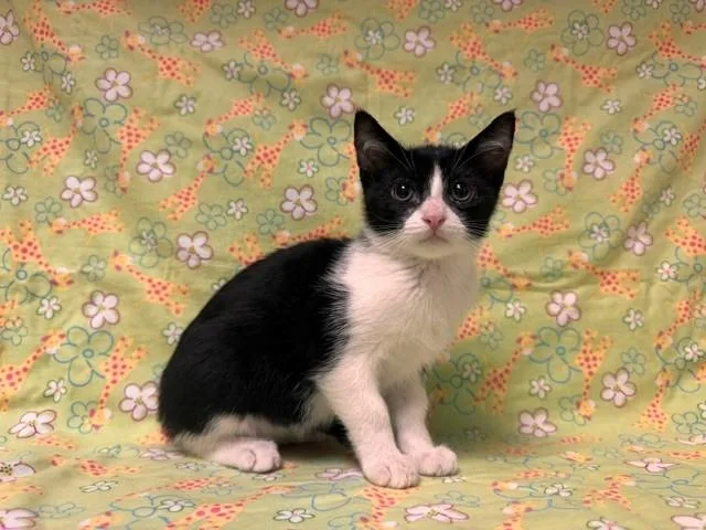 A baby small-sized male Domestic Short Hair cat named Skype for adoption in Fairfield, CA
