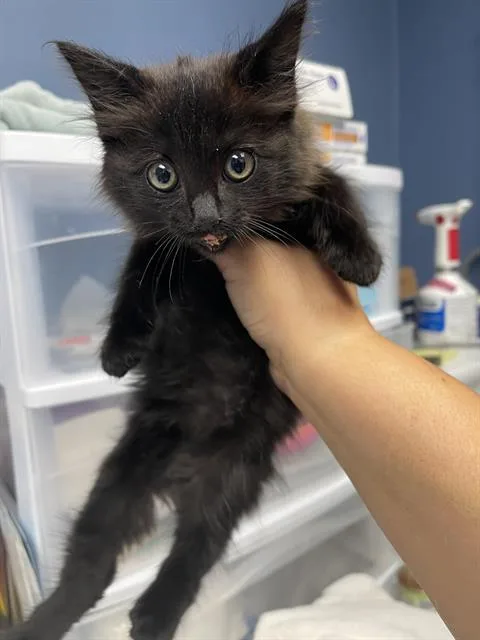 A baby small-sized female Domestic Medium Hair cat named Squiggles for adoption in Santa Cruz, CA