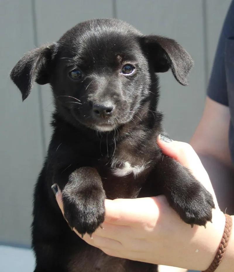 A baby small-sized female Chihuahua dog named Delaney for adoption in Vacaville, CA