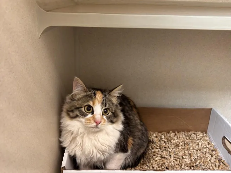 Cinnamon Toast Crunch