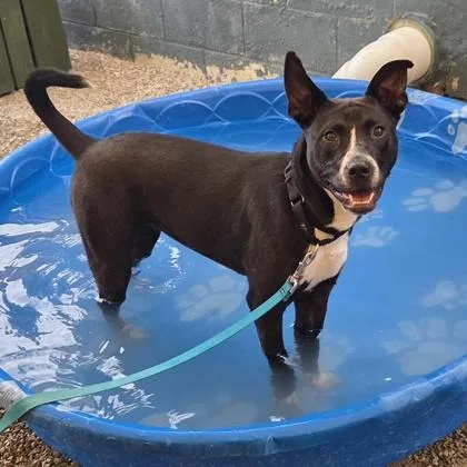 A young medium-sized female Mixed Breed dog named Storm for adoption in Merriam, KS