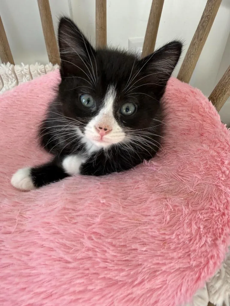 A baby medium-sized male Domestic Short Hair cat named Georgie for adoption in Salt Lake City, UT