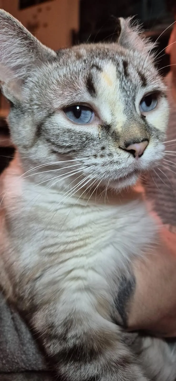 An adult medium-sized female Siamese cat named Jade for adoption in Phoenix, AZ