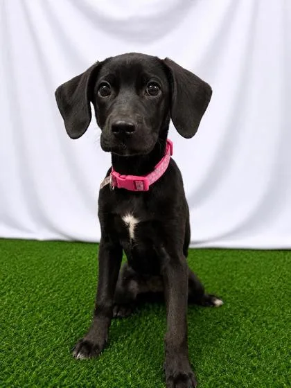 A baby small-sized female Black Mixed Breed dog named AmeliaEarhart for adoption in Covington, LA