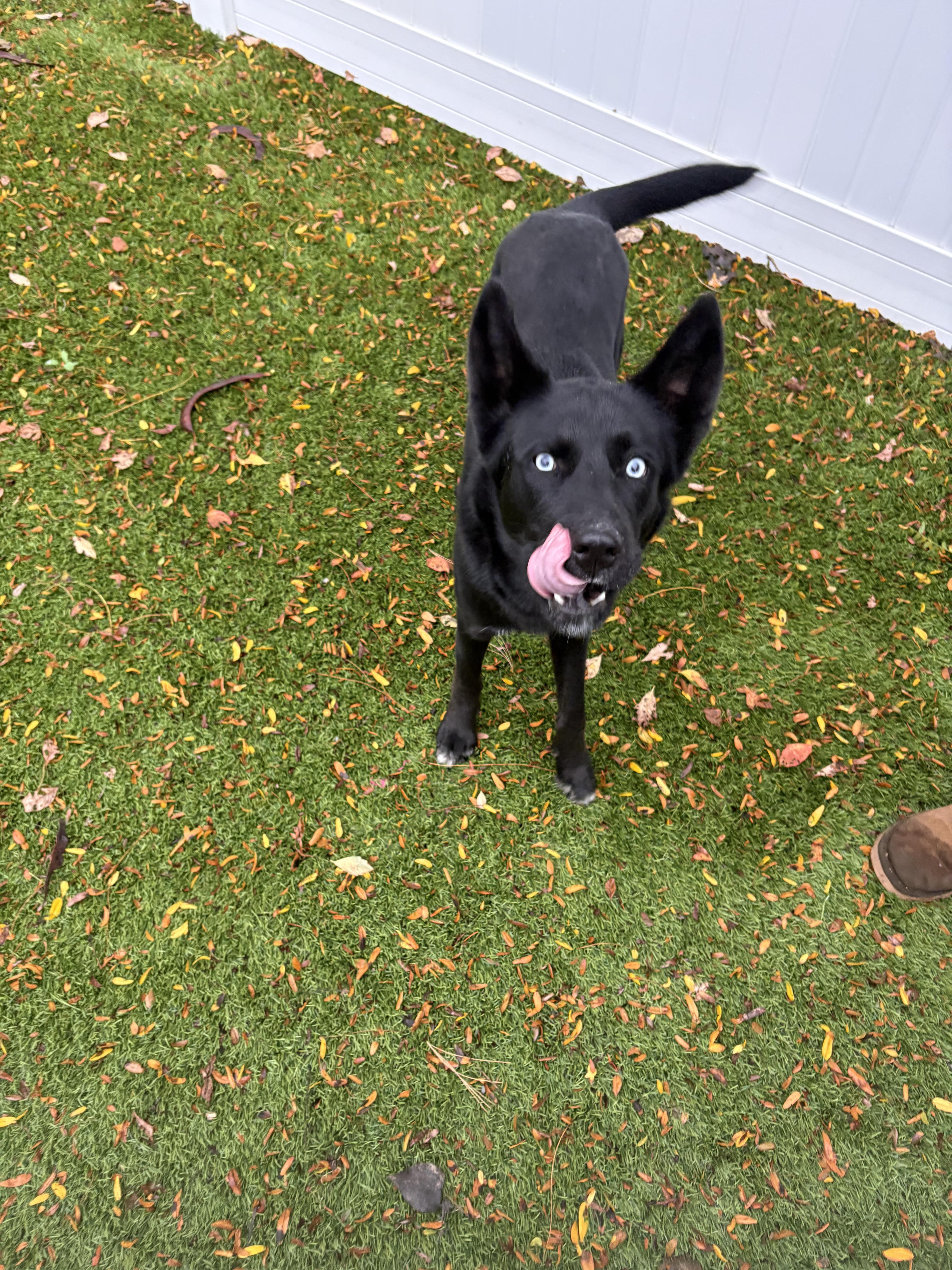 A young medium-sized female Shepherd dog named Reign for adoption in Geneseo, IL