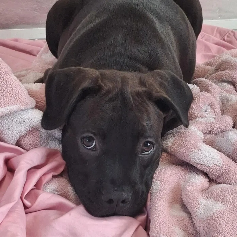 A baby small-sized female American Staffordshire Terrier dog named Melody for adoption in Freeport, FL