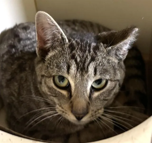 A young medium-sized male Domestic Short Hair cat named Flummox for adoption in Dedham, MA