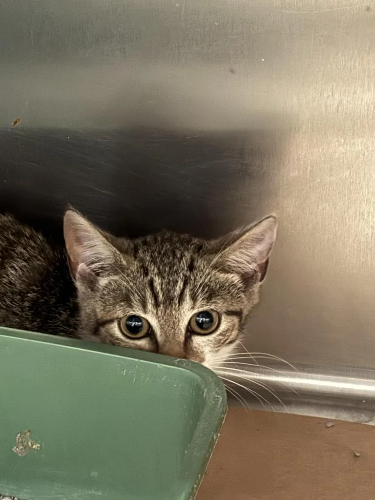 A baby large-sized male Domestic Short Hair cat named Pumba for adoption in Cartersville , GA