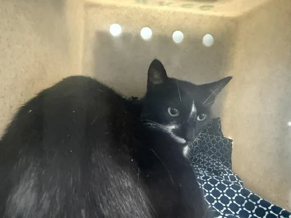 An adult medium-sized female Domestic Short Hair cat named Violeta for adoption in Ridgewood, NY