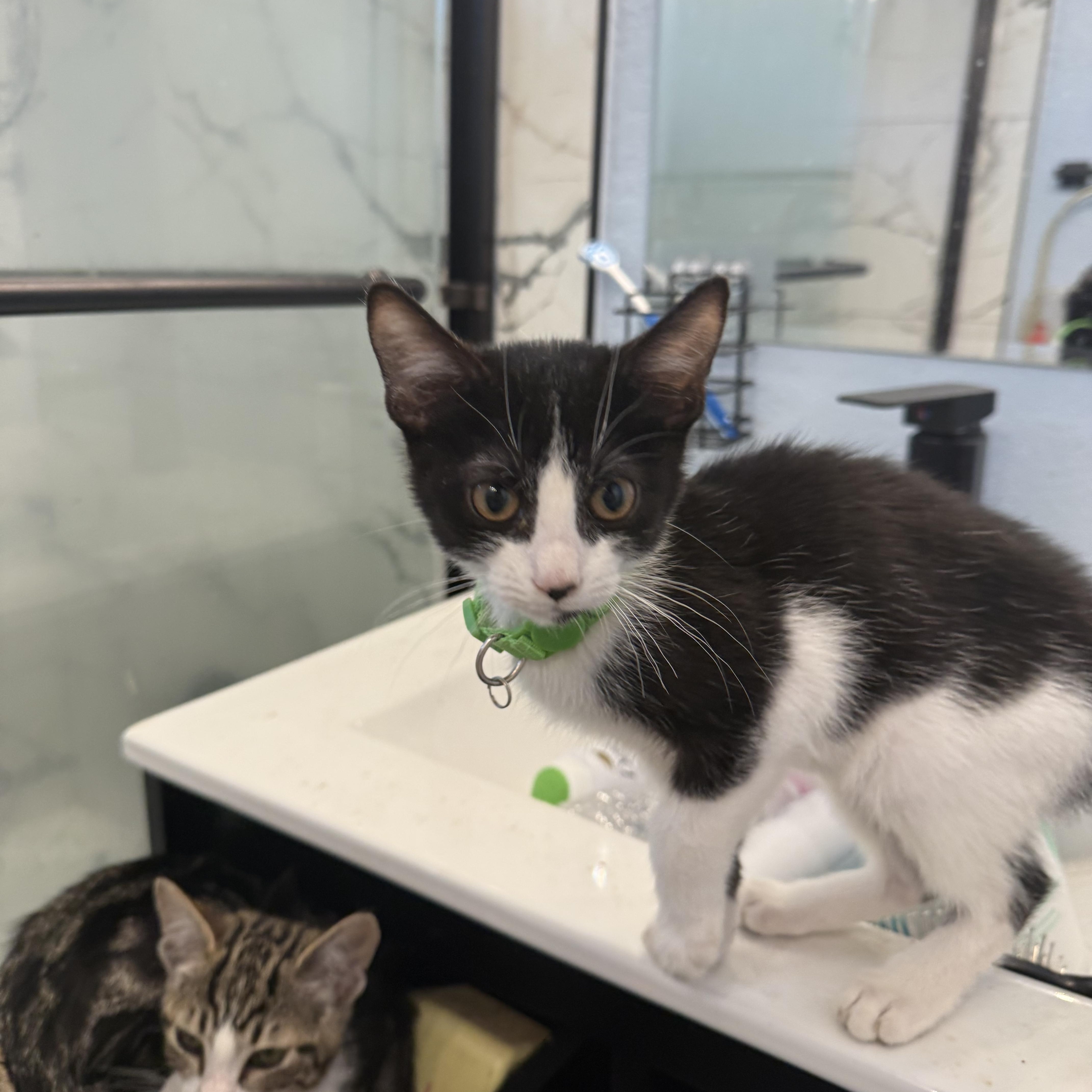 A baby medium-sized female Black & White / Tuxedo Tuxedo cat named Pink panther for adoption in Fresno, CA