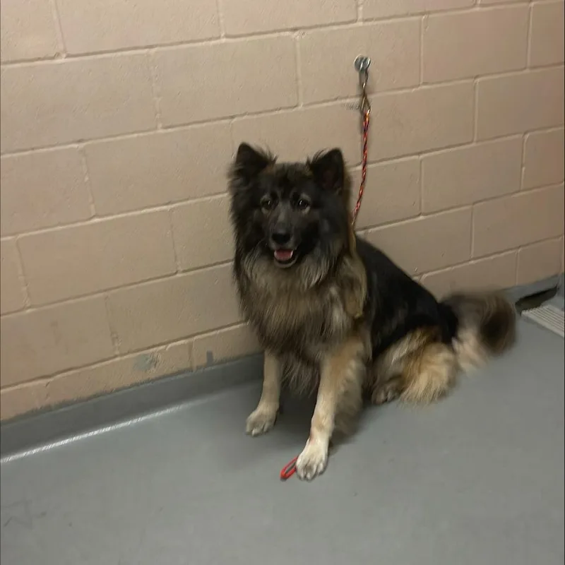 An adult large-sized male Black German Shepherd Dog named Benedict for adoption in Tacoma, WA