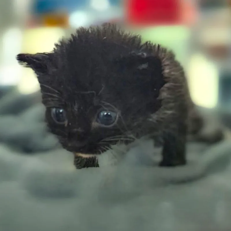 A baby small-sized female Black Domestic Short Hair cat named Virginia for adoption in Chapel Hill, NC