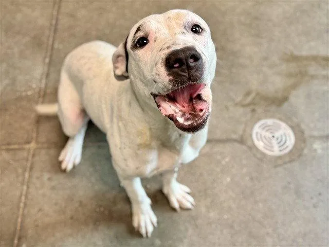 A young medium-sized female Pit Bull Terrier dog named Martha for adoption in Tavares, FL