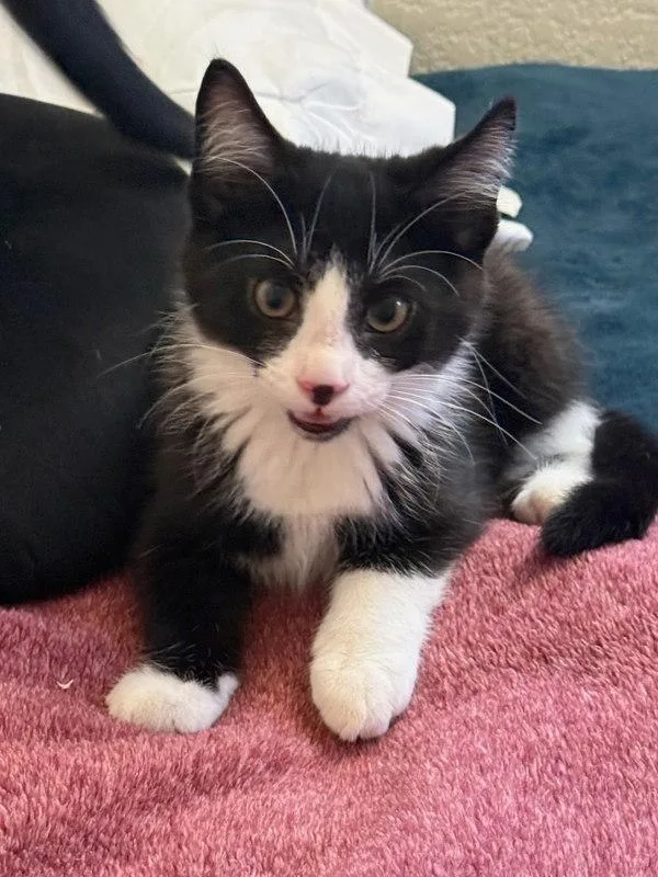 A baby small-sized male Domestic Short Hair cat named Raphael for adoption in Bonsall, CA