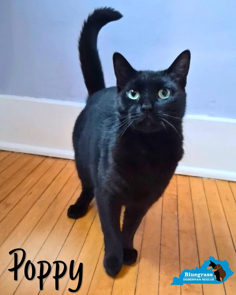 An adult medium-sized female Black Domestic Short Hair cat named Poppy for adoption in Louisville, KY