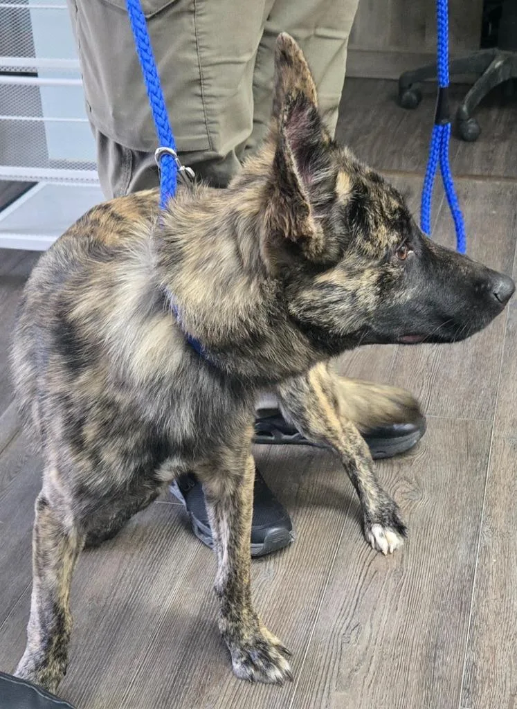 A baby medium-sized male Shepherd dog named Bandit for adoption in Greencastle, IN