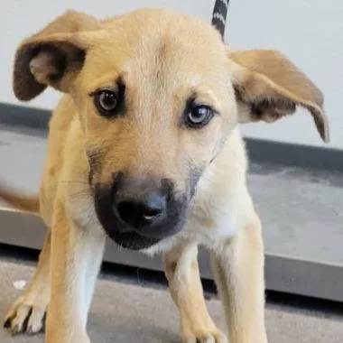 A baby small-sized male Yellow / Tan / Blond / Fawn Mixed Breed dog named Cera for adoption in Las Cruces, NM