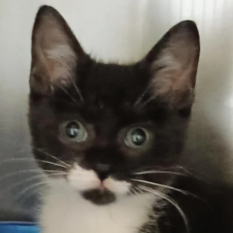 A baby small-sized male Black Domestic Short Hair cat named Earl for adoption in Palestine, TX