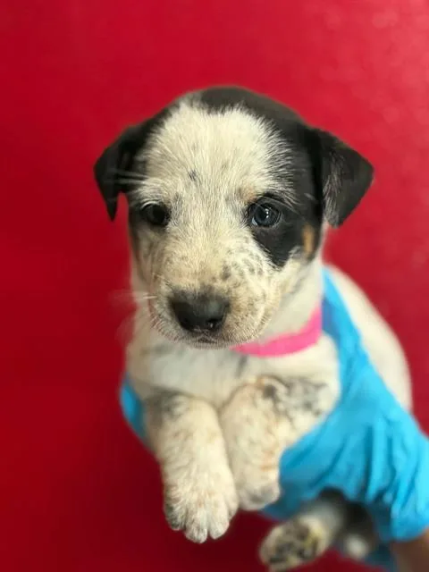 A baby small-sized female Australian Cattle Dog / Blue Heeler dog named Star for adoption in Visalia, CA