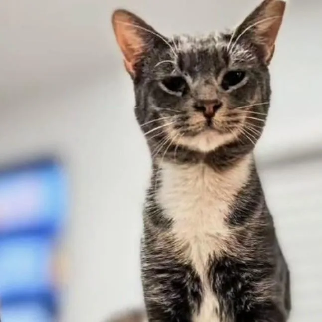 Biscuits thumbnail 2