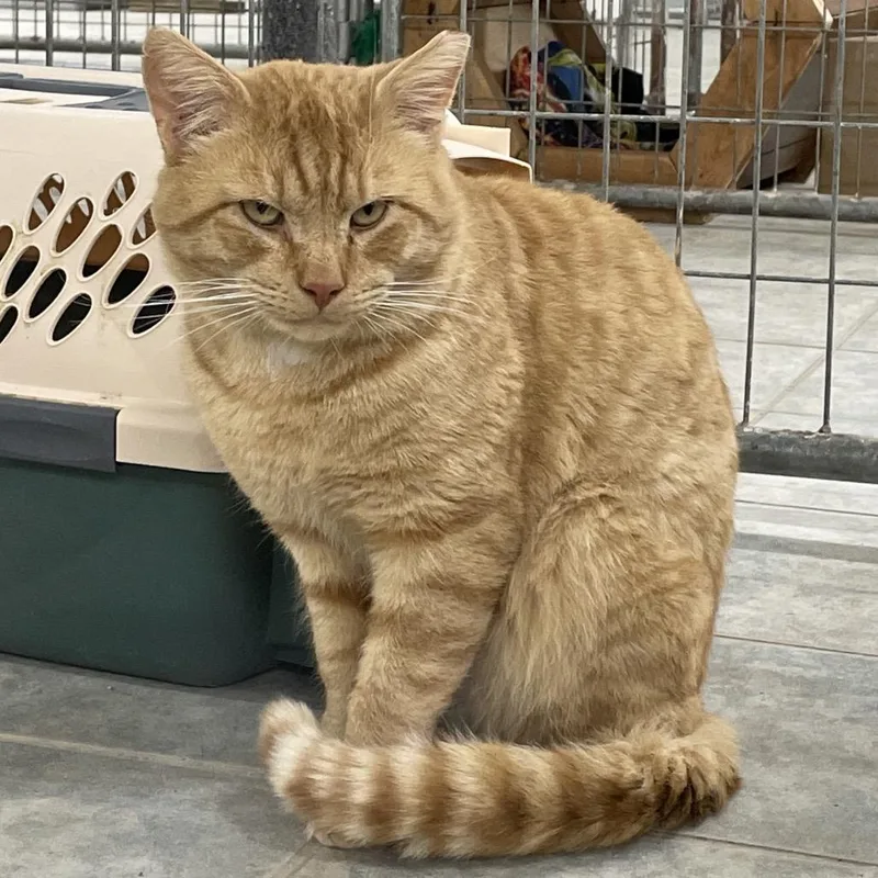 Pumpkin Spice thumbnail 2