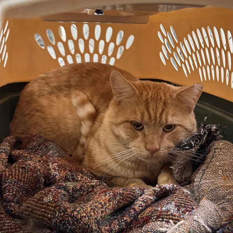 Pumpkin Spice thumbnail 3