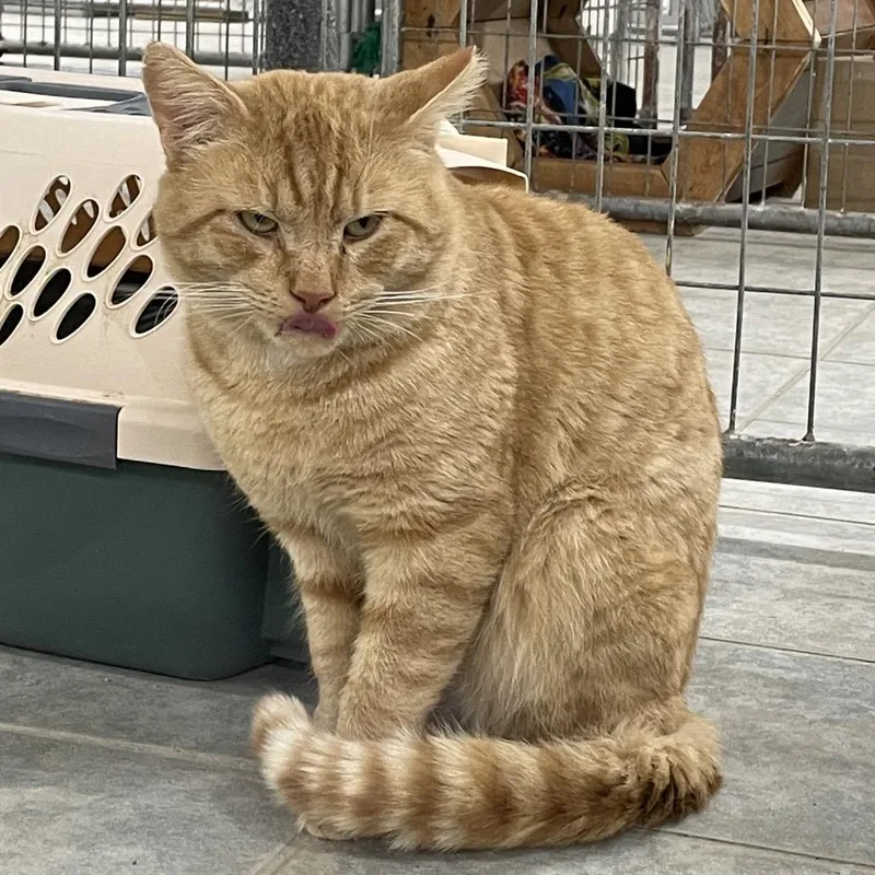 Pumpkin Spice thumbnail 5