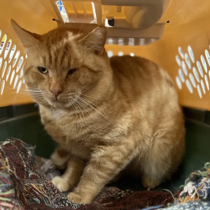 Pumpkin Spice thumbnail 6