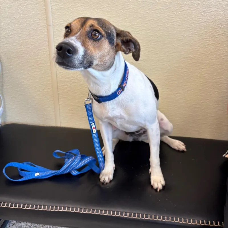 An adult medium-sized female White / Cream Jack Russell Terrier dog named Dottie Lou for adoption in Madisonville, TN