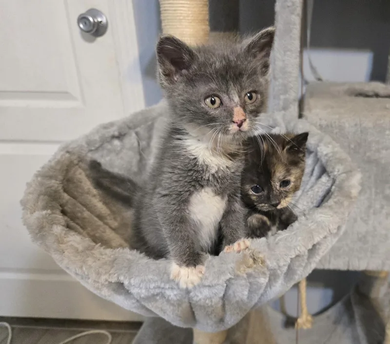 A baby medium-sized male Domestic Short Hair cat named Mickey for adoption in GREENVILLE, NC