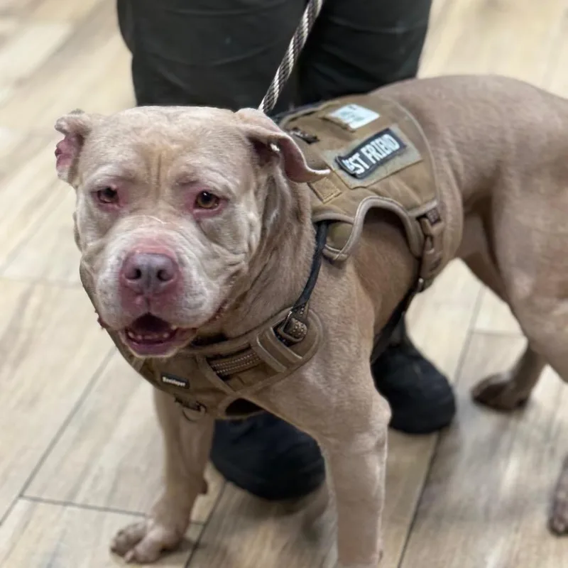 An adult large-sized male Pit Bull Terrier dog named Bruce for adoption in Newark, NJ