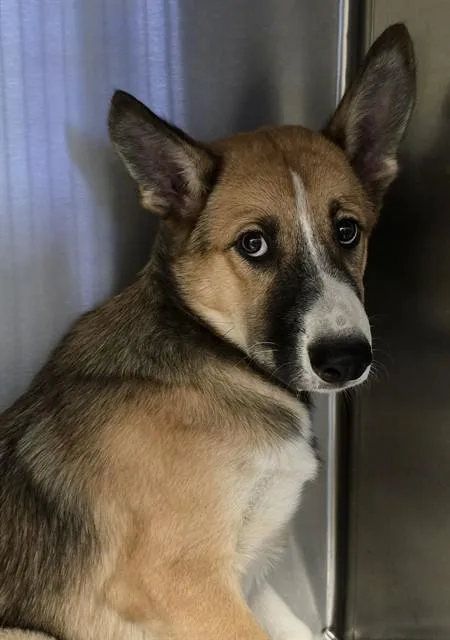 A baby small-sized female Husky dog named A for adoption in Tucson, AZ