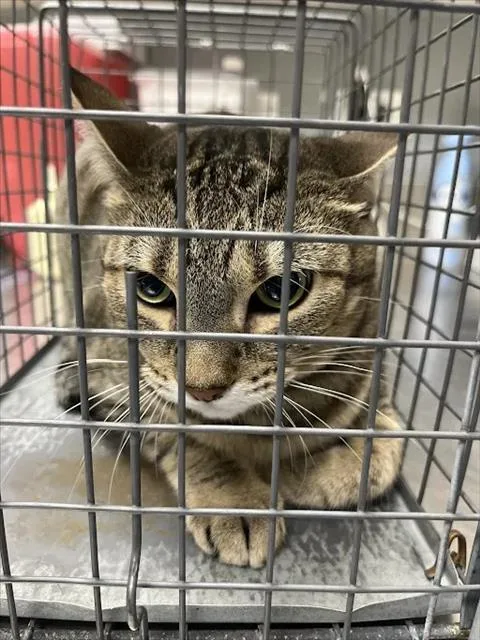 An adult large-sized female Domestic Short Hair cat named Maryberry for adoption in Las Vegas, NV